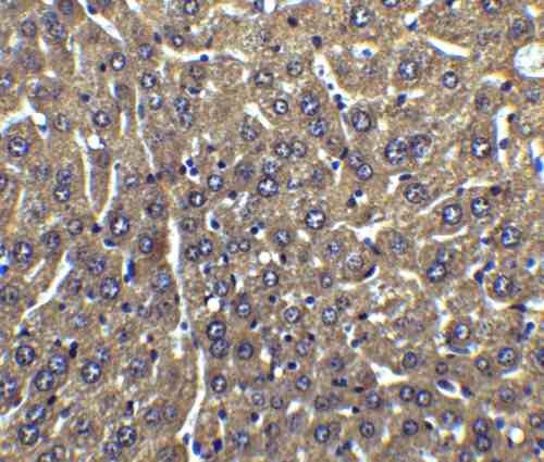 IHC rabbit anti flip nt polyclonal antibody 3183