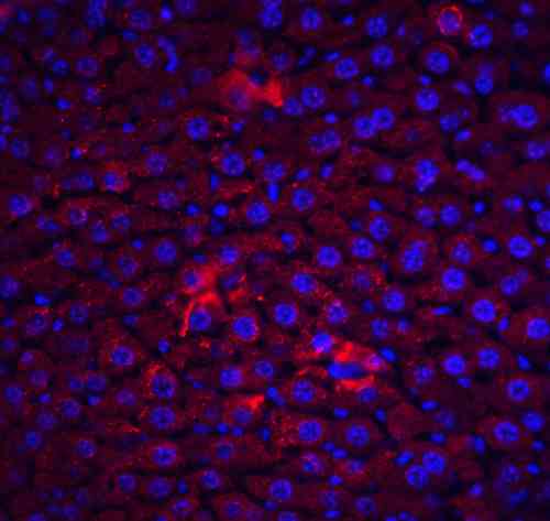 ICC/IF rabbit anti flip nt polyclonal antibody 3183