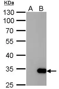 Western blot mouse anti gst monoclonal antibody 3g10 4677
