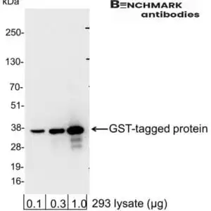 Western blot rabbit anti glutathione s transferase gst polyclonal antibody 9600