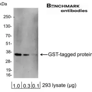 Western blot rabbit anti glutathione s transferase gst hrp polyclonal antibody 4826