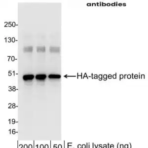 Western blot rabbit anti ha polyclonal antibody 6150