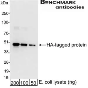 Western blot rabbit anti ha hrp polyclonal antibody 2583