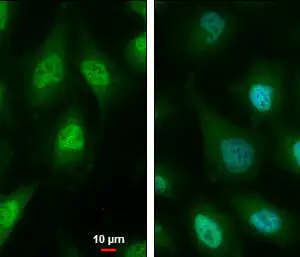 ICC/IF mouse anti id3 monoclonal antibody 2b11 1683