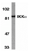 benchmark-antibodies_anti-ikkalpha_antibody_1537_1.jpg
