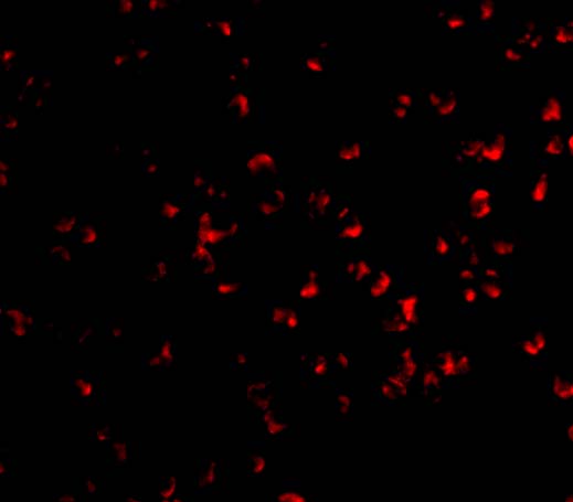 benchmark-antibodies_anti-ikkalpha_antibody_1537_3.jpg
