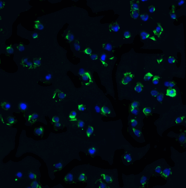 ICC/IF rabbit anti ikk alpha c1 polyclonal antibody 1537