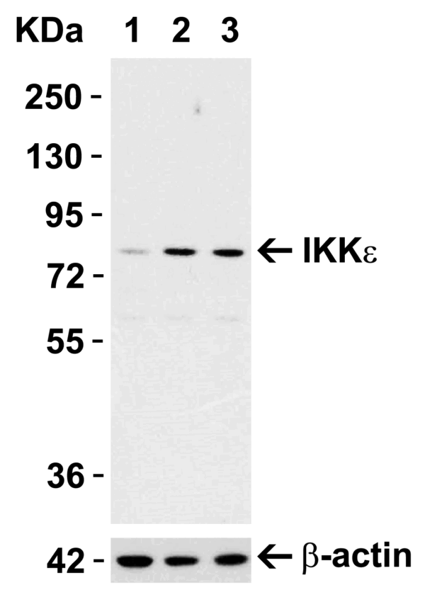 Western blot rabbit anti ikk epsilon ct polyclonal antibody 4818