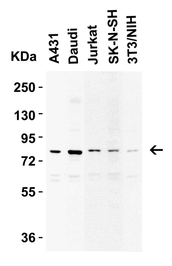 Western blot rabbit anti ikk epsilon ct polyclonal antibody 4818