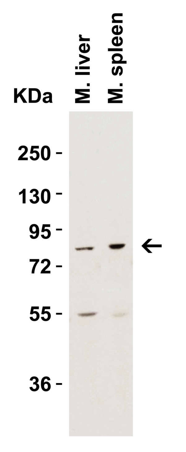 Western blot rabbit anti ikk epsilon ct polyclonal antibody 4818