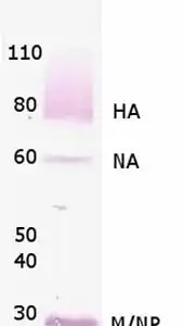 Western blot rabbit anti influenza a virus h1n1 polyclonal antibody 7445