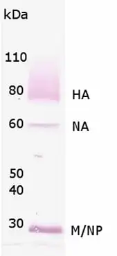 Western blot rabbit anti influenza a virus h1n1 polyclonal antibody 7445