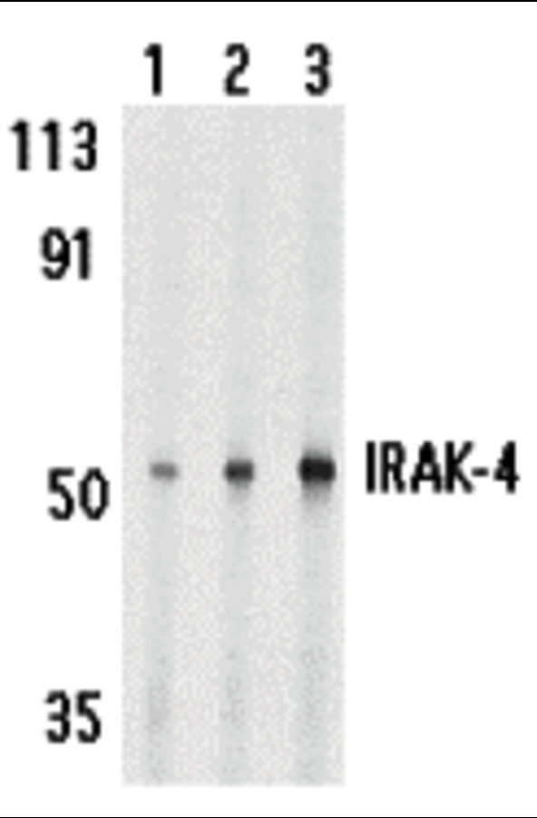 benchmark-antibodies_anti-irak-4_antibody_8508_3.jpg