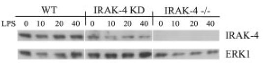 benchmark-antibodies_anti-irak-4_antibody_8508_6.gif