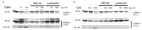 ICC/IF rabbit anti irak 4 polyclonal antibody 8508