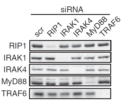 benchmark-antibodies_anti-irak-4_antibody_8508_8.gif