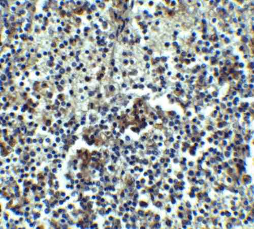 IHC rabbit anti irak m bp polyclonal antibody 2359