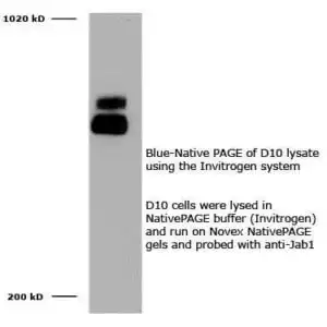Western blot mouse anti jab 1 monoclonal antibody 8h8 5 4717