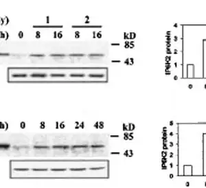 Western blot rabbit anti map 1 polyclonal antibody 6884