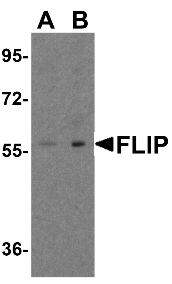 Western blot rabbit anti mflip ct polyclonal antibody 8477