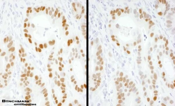 IHC goat anti mouse igg hl chain polyclonal antibody peroxidase conjugated 5486