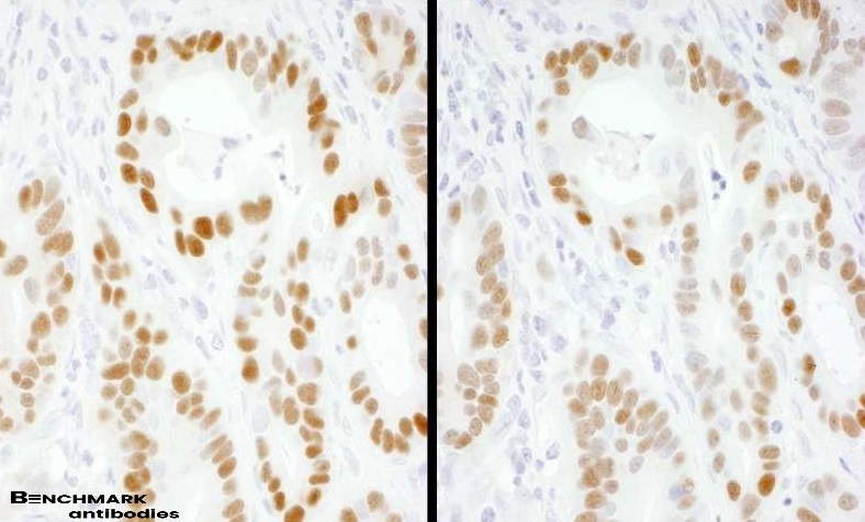 benchmark-antibodies_anti-mouse_igg_hl_chain_antibody_hrp_conjugate_548