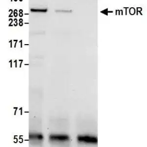 Western blot rabbit anti mtor polyclonal antibody 4269