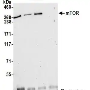 Western blot rabbit anti mtor polyclonal antibody 5674
