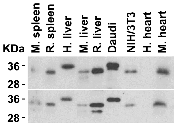 Western blot rabbit anti myd88 in polyclonal antibody 5407