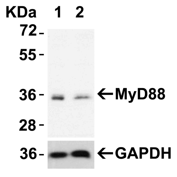 Western blot rabbit anti myd88 in polyclonal antibody 5407