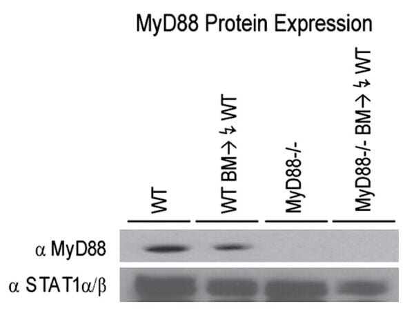 Western blot rabbit anti myd88 in polyclonal antibody 5407