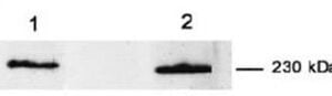 Western blot mouse anti myoferlin monoclonal antibody 7d2 2343