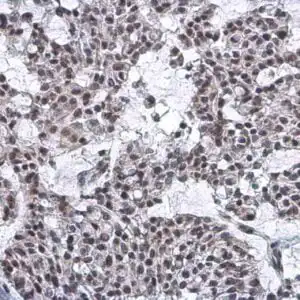 IHC mouse anti p84 monoclonal antibody 5e9 9573