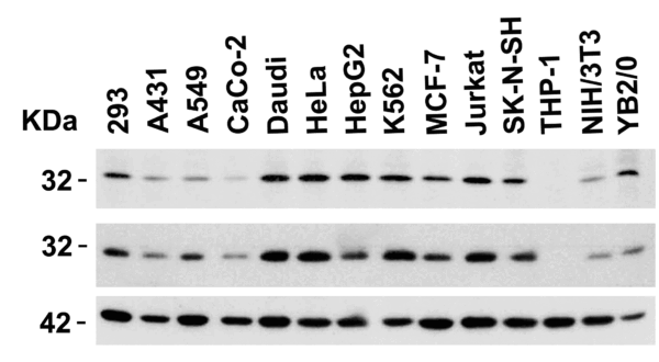 Western blot rabbit anti phap i ct polyclonal antibody 6528