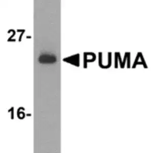 Western blot rabbit anti puma nt polyclonal antibody 9434
