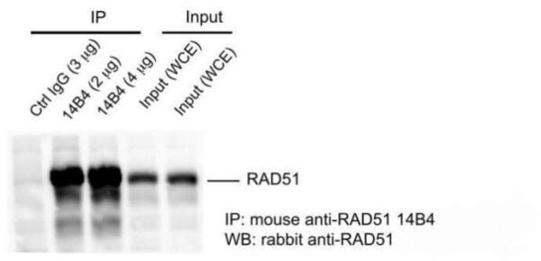 Western blot mouse anti rad51 monoclonal antibody 14b4 8831