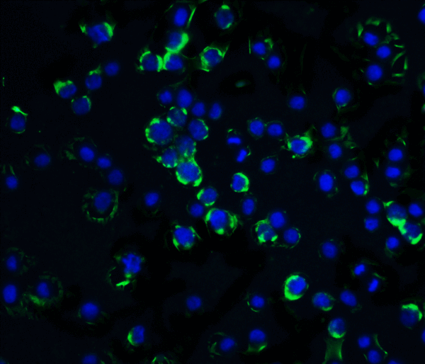 ICC/IF rabbit anti raidd ct polyclonal antibody 8020