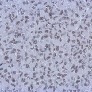 IHC mouse anti rbap48 monoclonal antibody 15g12 2844