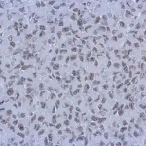 IHC mouse anti rbap48 monoclonal antibody 15g12 2844