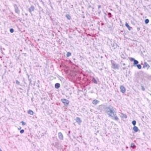 IHC mouse anti rbap48 monoclonal antibody 11g10 9833