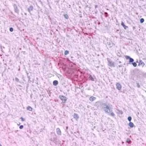 IHC mouse anti rbap48 monoclonal antibody 11g10 9833
