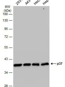 Western blot mouse anti replication factor c p37 monoclonal antibody 1320 5771