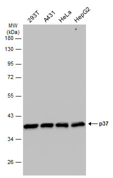 benchmark-antibodies_anti-replication_factor_c_p37_antibody_5771_1.jpg