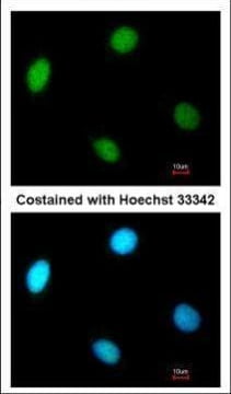 ICC/IF mouse anti replication factor c p37 monoclonal antibody 1320 5771