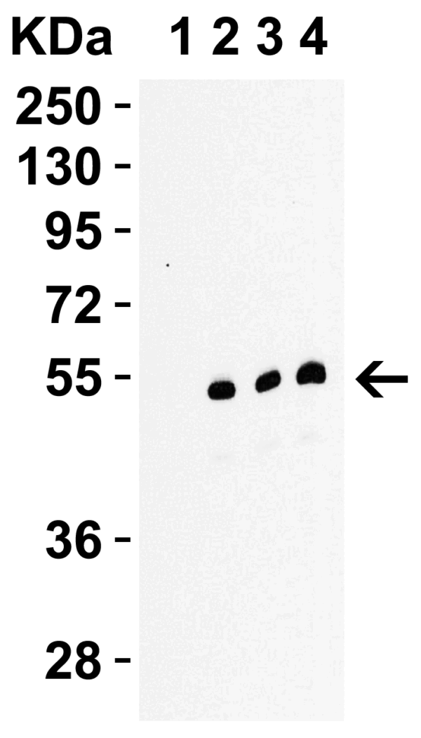 Western blot rabbit anti rip3 polyclonal antibody 3801