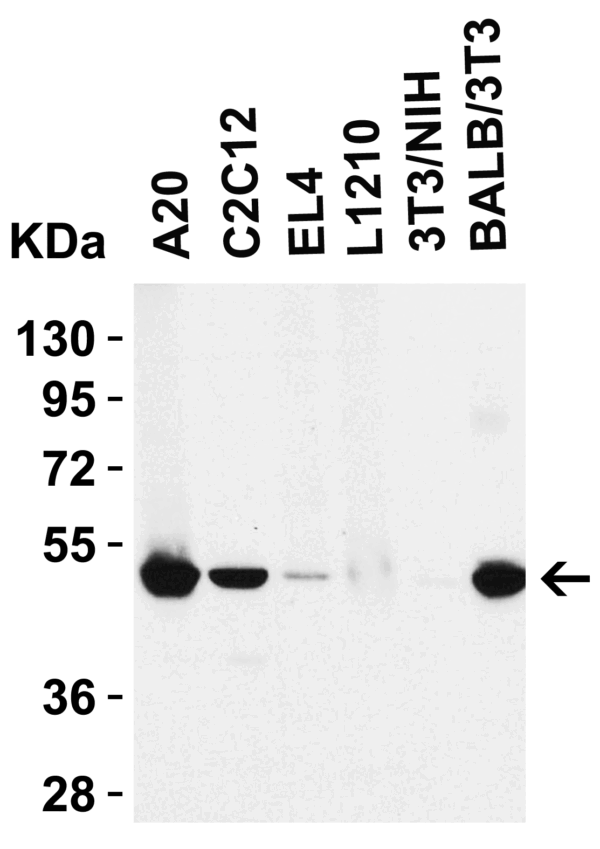 Western blot rabbit anti rip3 polyclonal antibody 3801