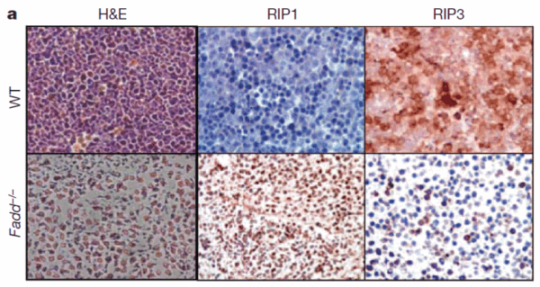 IHC rabbit anti rip3 polyclonal antibody 3801