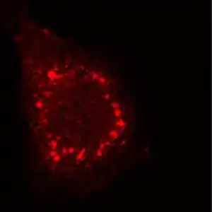 ICC/IF mouse anti rotavirus a monoclonal antibody 3c10 2823