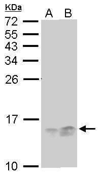 benchmark-antibodies_anti-rpa14_antibody_9765_2.jpg