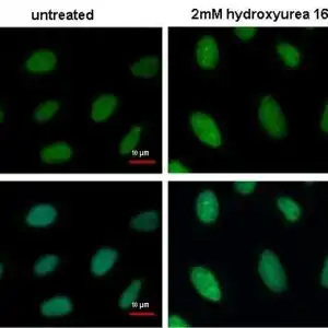 ICC/IF mouse anti rpa32 monoclonal antibody 12f3 3 6624